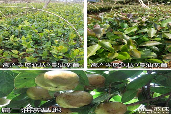 西山区(qū)源茶树苗(miáo)日(rì)常管(guǎn) 西山区源茶(chá)树苗日常管
