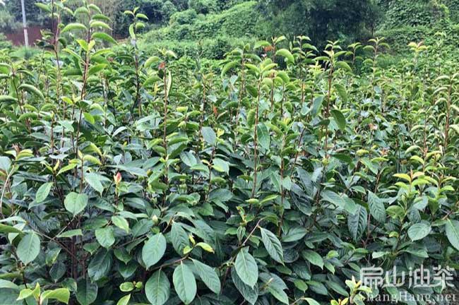 龍岩大果油茶苗