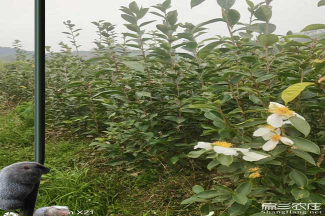 雲縣扁山發展油茶生產 雲縣扁山發展油茶生產