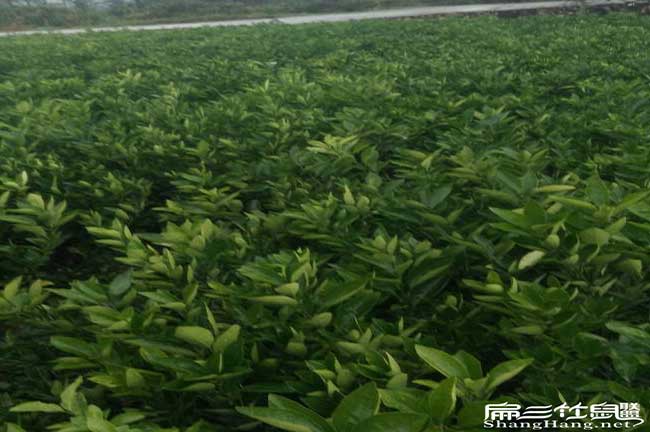 延安扁山發展油茶生產 延安(ān)扁山發展油茶生產