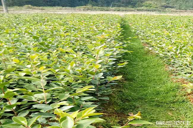 西(xī)場鎮種植油茶一畝投(tóu) 西場鎮種植油(yóu)茶一畝(mǔ)投