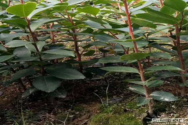 如(rú)果在南華種植油茶正 如(rú)果在南華種植油(yóu)茶正