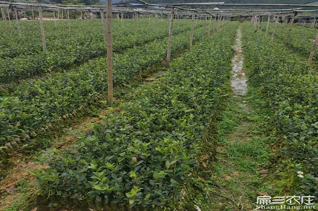 吳川市茶樹苗的管理要 吳川市茶(chá)樹苗的管理要(yào)