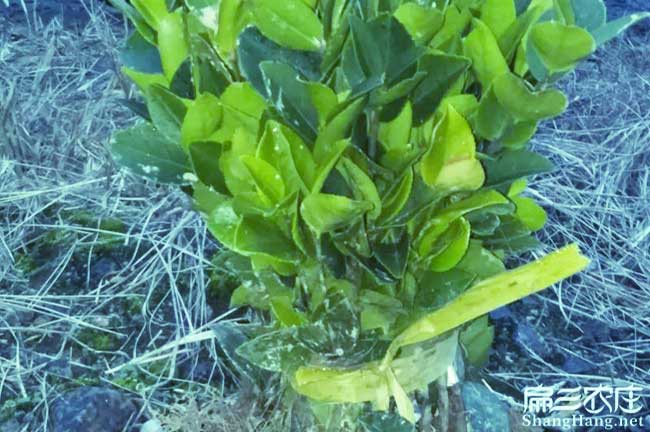 安鋪(pù)鎮(zhèn)源油茶(chá)苗(miáo)的土(tǔ)壤 安鋪鎮源油茶苗的土壤