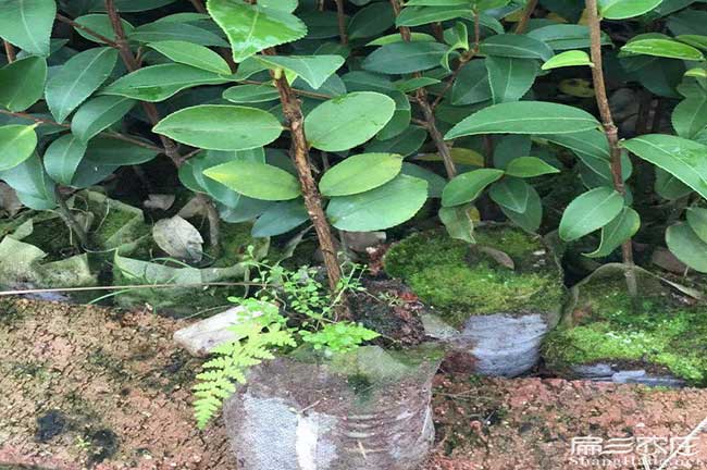 新步茶籽苗 新步茶籽苗
