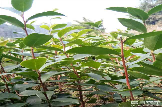 元謀扁山油茶林下套種 元謀扁山(shān)油茶(chá)林下套種