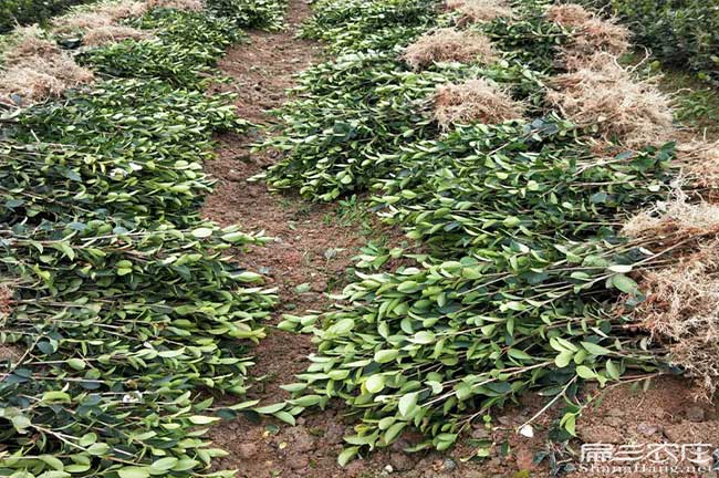 玉（yù）林油茶（chá）苗（miáo）批發