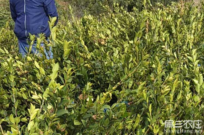 茶油在國外受歡迎問題 茶油在國外受歡(huān)迎問題