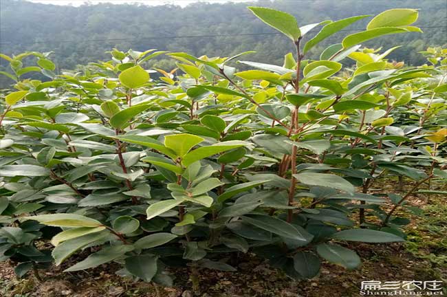 吉(jí)首油茶苗批發 吉(jí)首油茶苗批(pī)發