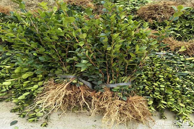 油茶基(jī)地的物理(lǐ)特性征 油(yóu)茶基地的(de)物理特性征