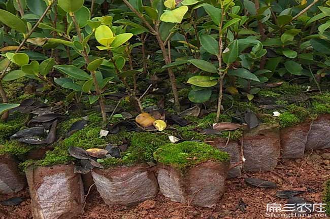 清流油茶苗(miáo)批發 清流油茶(chá)苗批發(fā)