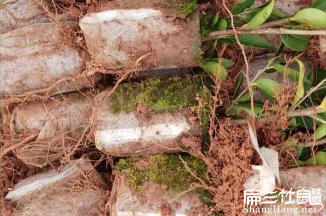 桂（guì）林（lín）恭城油茶杯（bēi）苗