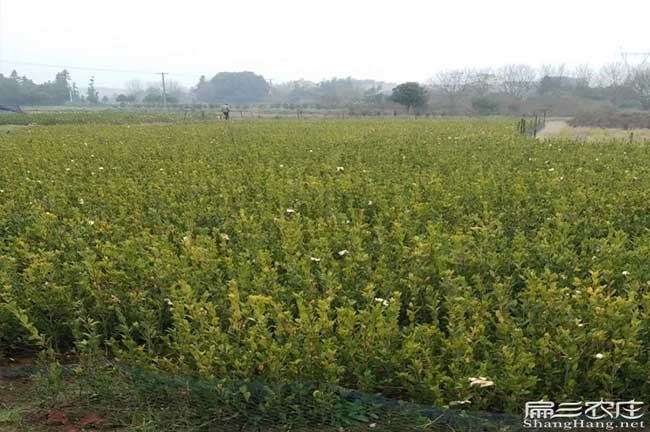 黔西南（nán）油茶基地