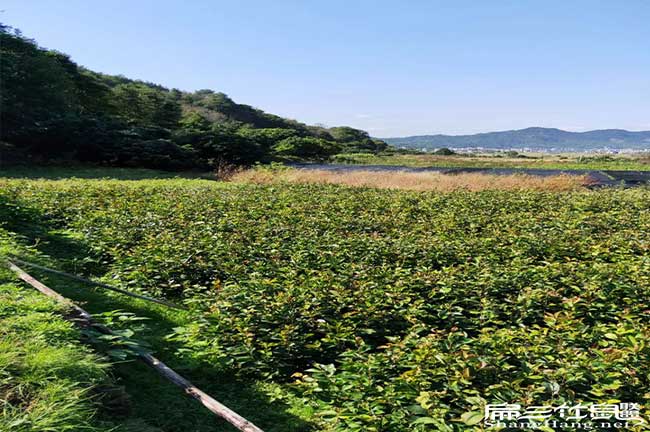 嘉會鎮美國人喜歡吃茶 嘉會鎮美國人喜歡吃(chī)茶