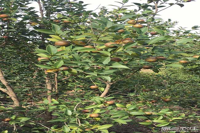 西埌鎮油茶苗的整形修 西埌鎮油(yóu)茶苗(miáo)的整形修