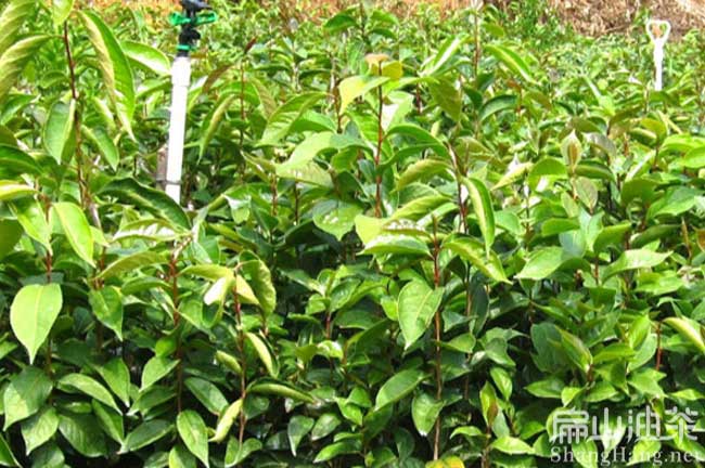 廣西大果油茶樹（shù）