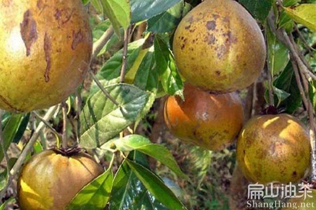 賀州大果油（yóu）茶（chá）樹