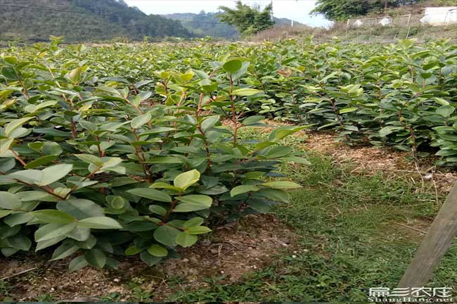 吉水鎮扁山(shān)茶樹苗下套 吉水鎮扁山茶樹苗下套