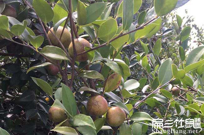臨翔區油茶苗的整形修