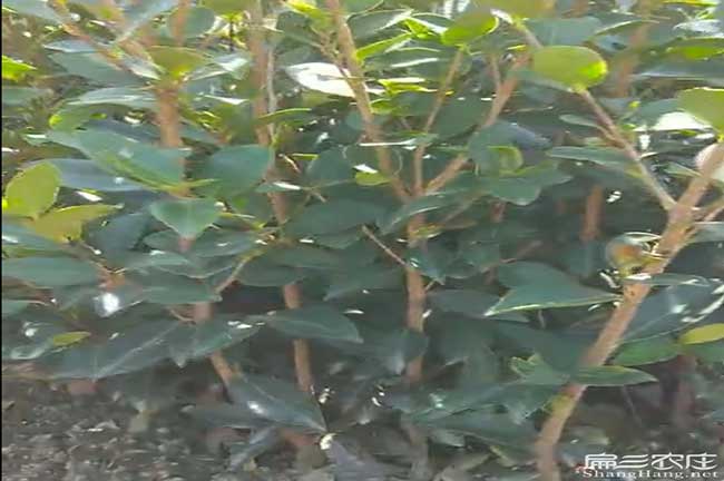 黃姚鎮茶樹苗栽植行珠(zhū) 黃姚鎮茶樹苗栽植行珠