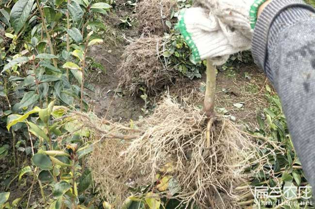 雲南扁山油茶林下套種 雲南扁山油茶林下套種