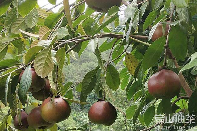 廣（guǎng）西10年紅花大果油茶苗