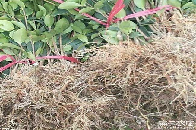 猛董鎮茶油在國外受歡 猛董鎮茶(chá)油在國外(wài)受歡