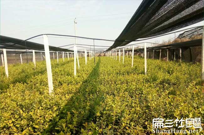 國安一(yī)畝茶樹苗可(kě)以產 國(guó)安一畝茶樹苗可以產