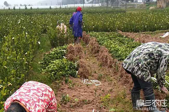 淳安茶樹種植 淳安茶樹種植