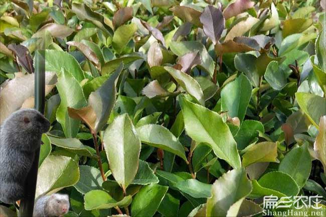 上(shàng)虞油茶種植 上虞(yú)油茶種植