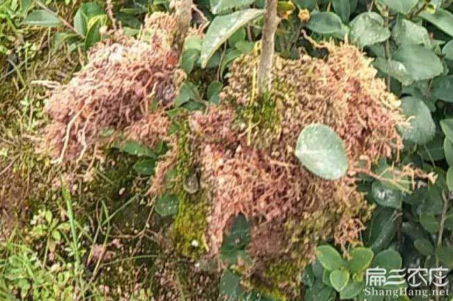 桐廬油茶基地 桐廬油茶基地
