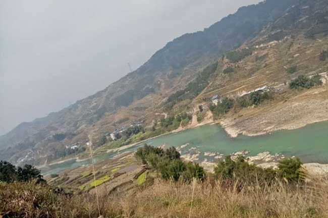 福州油茶苗種植