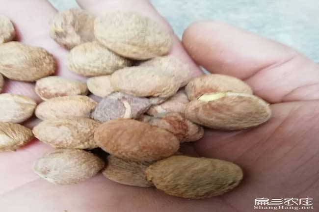 西疇國新品(pǐn)種油(yóu)茶 西疇國新品種油茶