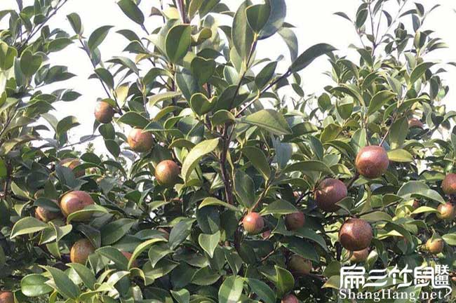 如果(guǒ)在猛猛鎮種植油茶 如果在(zài)猛猛鎮種植(zhí)油茶