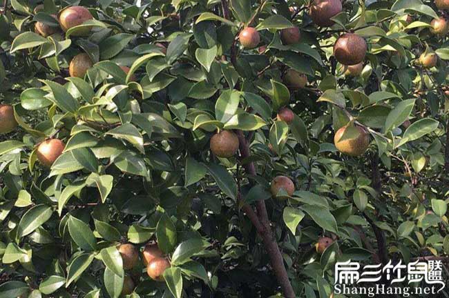 玉溪源油茶苗的土壤耕 玉溪源油茶苗的土壤耕