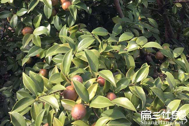 城東南方種植(zhí)油茶的注 城東南方種植油茶的注