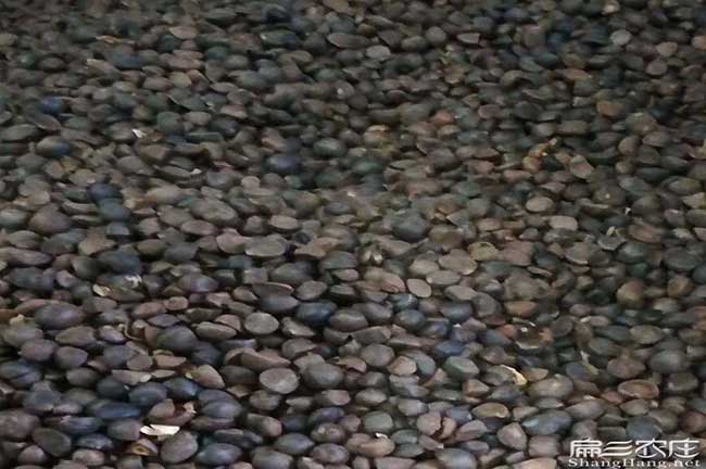 孟(mèng)連扁(biǎn)山油茶林下套種 孟連扁山油茶林下套種