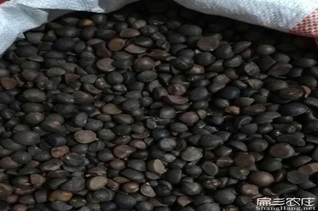 滄(cāng)源佤茶樹苗種植的品 滄(cāng)源(yuán)佤茶樹苗種植的品