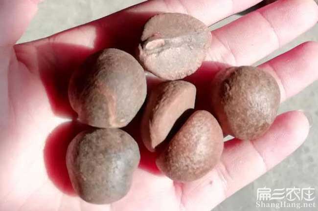 沙河鎮(zhèn)國內集油茶 沙河鎮國(guó)內集油(yóu)茶