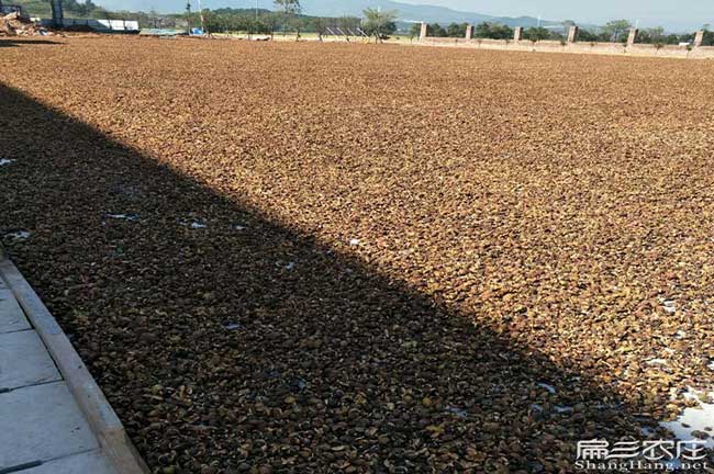 如果在池陽種植油茶正 如果在池陽種植油茶正