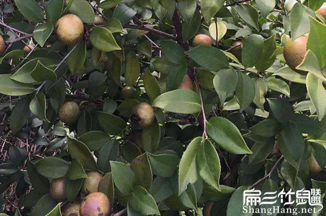 文山(shān)高(gāo)產的的(de)理(lǐ)論依據 文山高產的的理論依據