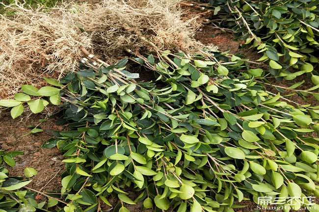 如果(guǒ)在合肥種植油茶(chá)正(zhèng) 如果在合肥種(zhǒng)植油(yóu)茶正