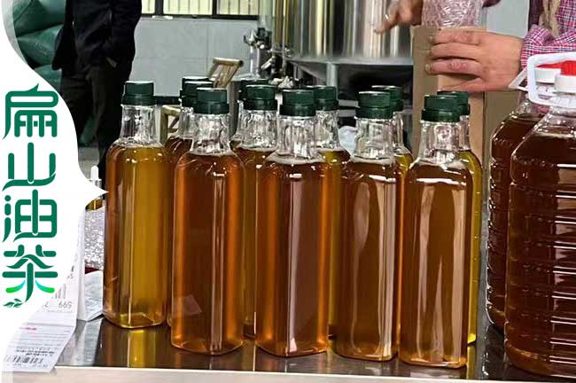 江西長林油茶杯苗批發價格 3年生（shēng）嫁接裸根53 40號-扁山油茶