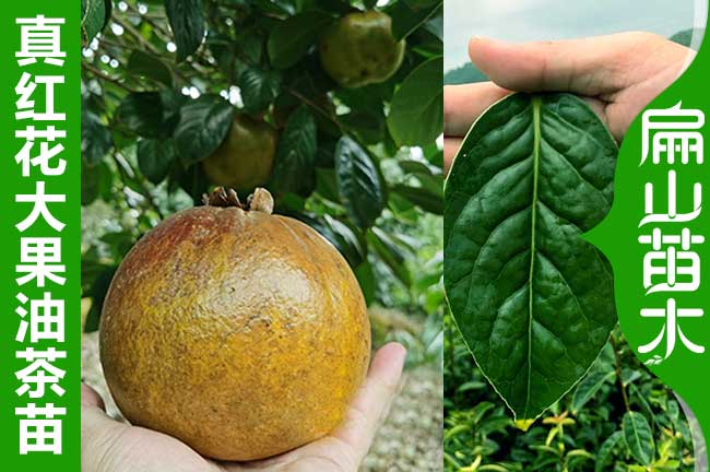 巨（jù）型茶果