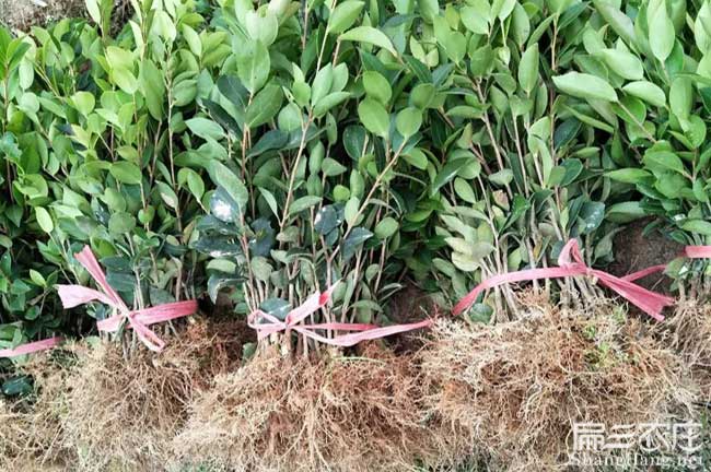 玉溪油茶苗的整形修(xiū)剪 玉溪油茶苗的整形修剪