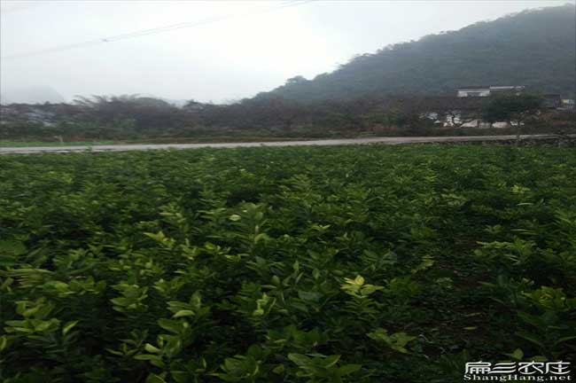 雲南油茶基地
