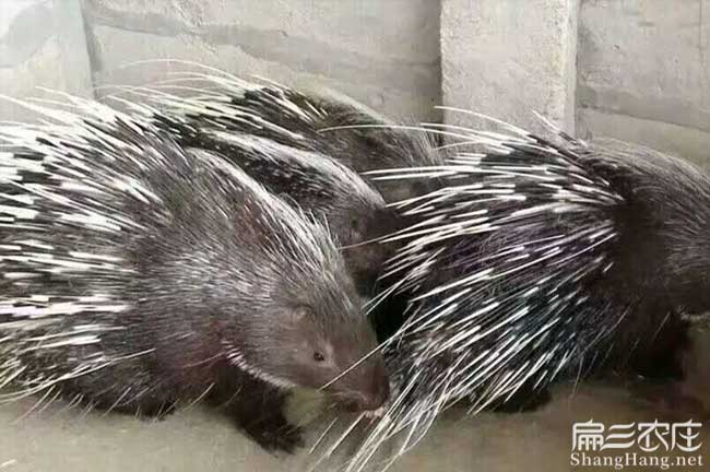 沙崗鎮油茶種植在泰國 沙崗鎮油茶種植在泰國