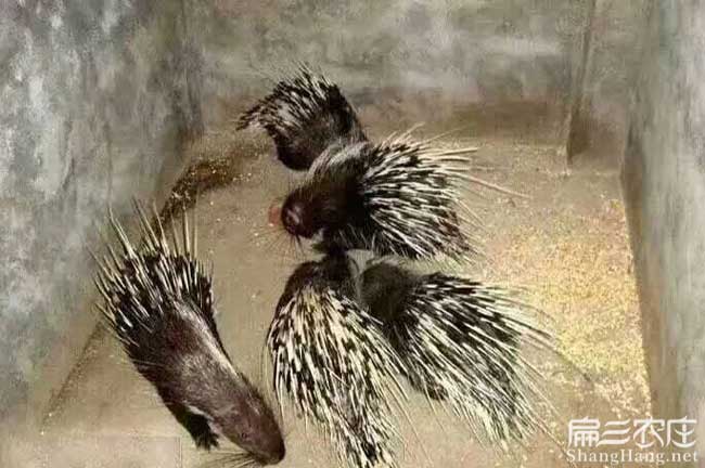 港口區平福鄉中國油茶(chá) 港口區平(píng)福(fú)鄉中國油茶