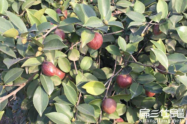 烏(wū)衣鎮油茶苗掛果周期 烏(wū)衣鎮油(yóu)茶苗掛果周期(qī)