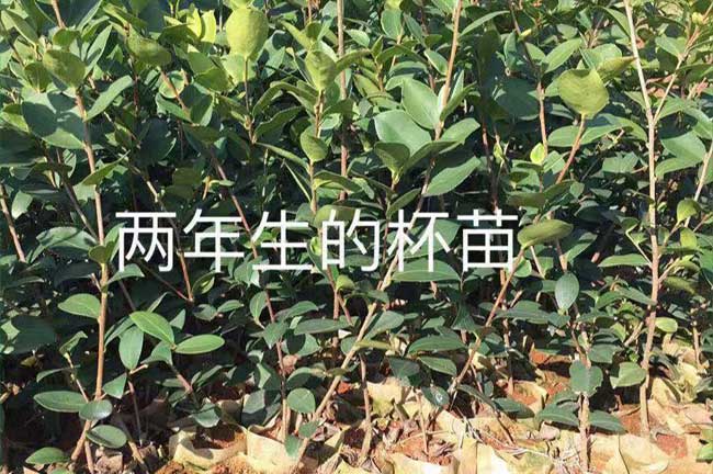 興寧區苗的霧化率與氣(qì) 興寧區苗的霧化率與(yǔ)氣